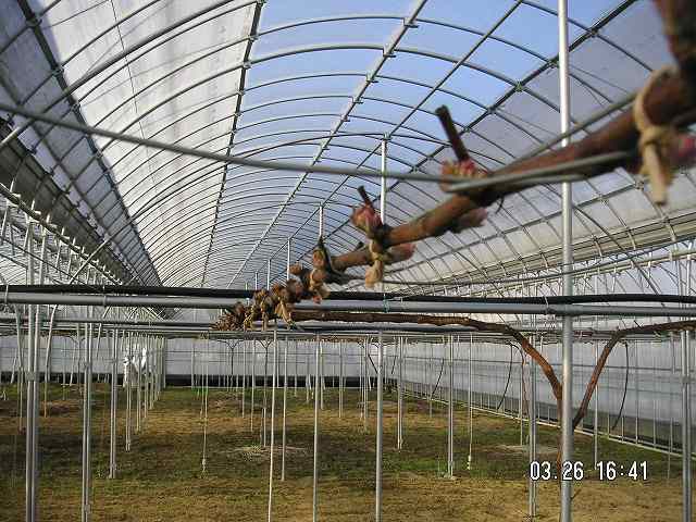 北ブラックビート0326の１