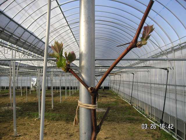 北ブラックビート0326の２