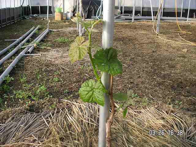 北シャイン0326の１