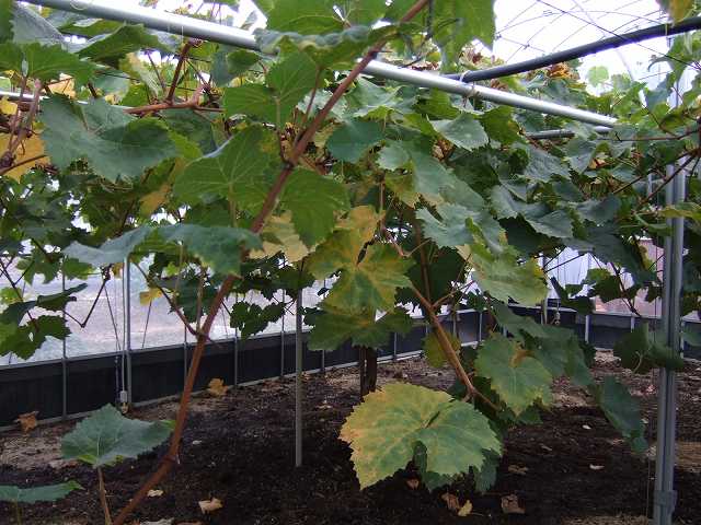 シャインも少し黄色に