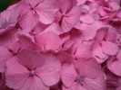 紫陽花