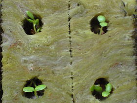 2008.9.10ビオラ＆パンジー 002(1).JPG