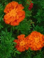 マリーゴールド1