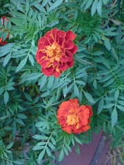 マリーゴールド2