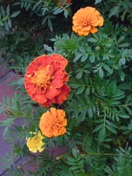 マリーゴールド3