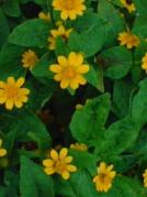 メランポジウム