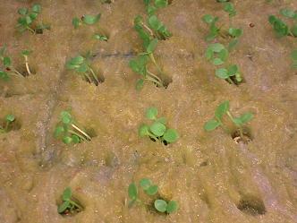 ビオラ・パンジー2008.09.15B