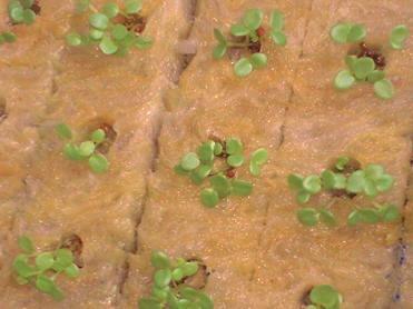 ビオラ・パンジー2008.09.15F