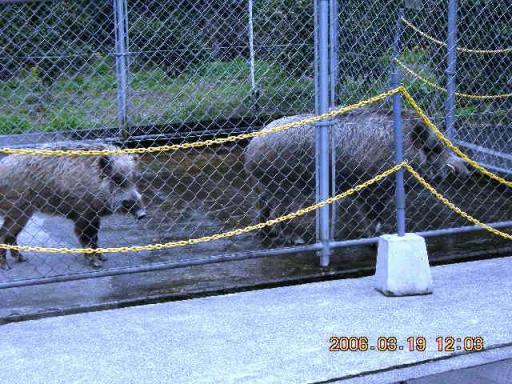 ピュアラインにしきのイノシシ