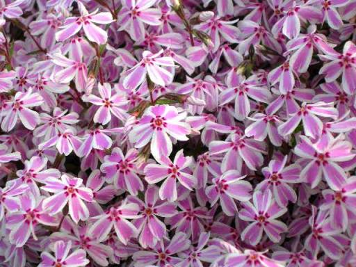 この花はなんぢゃ？？