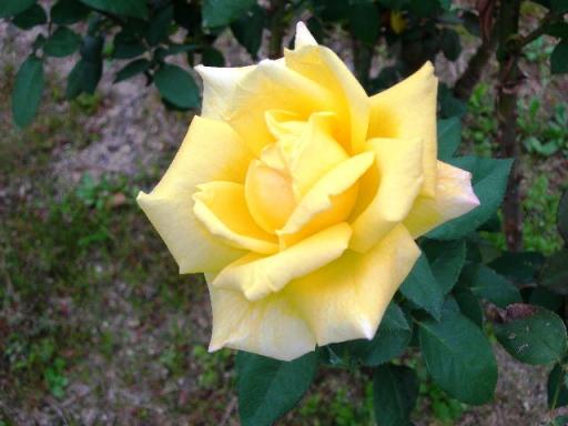 バラ（黄色）