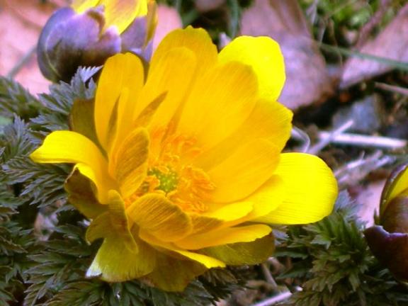 フクジュソウの花