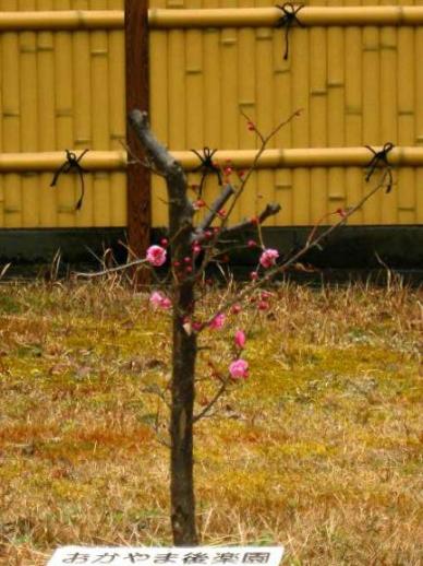 紅梅　久米の里にて