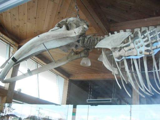 クジラの骨格標本