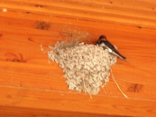 ツバメ　その２