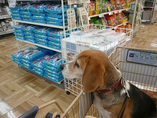 今週もお買い物