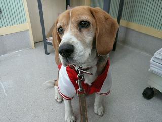 心電図とるんだよ