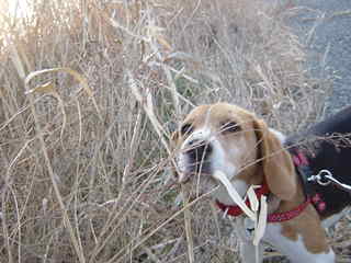 コレ食えんのかな？