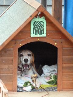 留守番は美味しい！！！