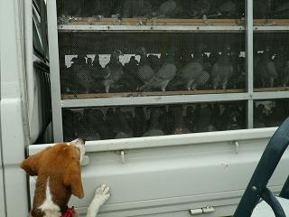 鳥さん、いっぱいだね