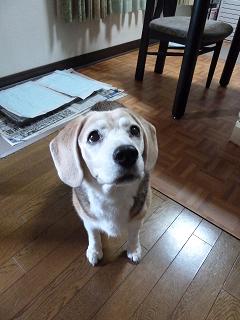 早く帰って来て～。