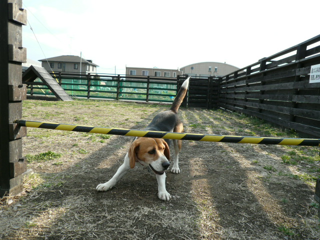 太郎のリンボーダンス？