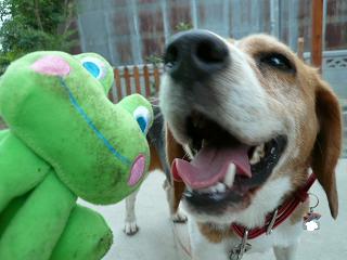 かえるさんで遊んだよ♪