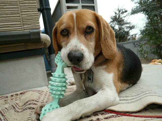 結構良いよ～。