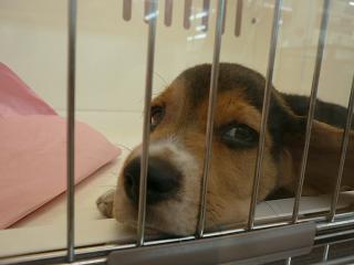 買ってくれる？良い子だよ。