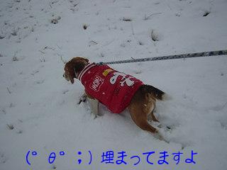 埋まってますよ～