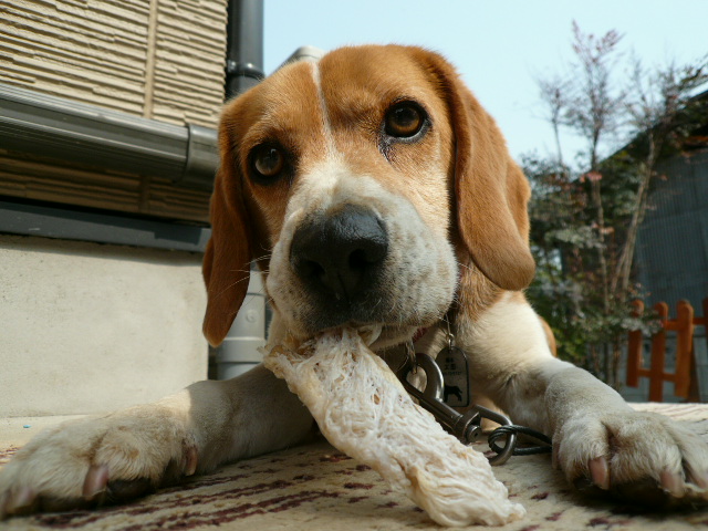 ねぇちゃんも食べる？(^∇、^ )
