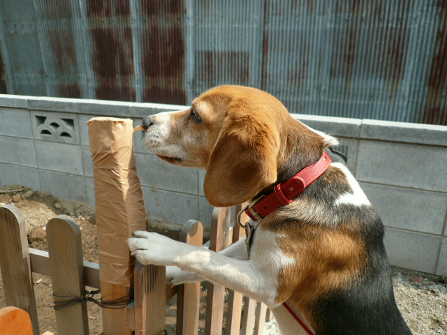 べたべたしちょる！