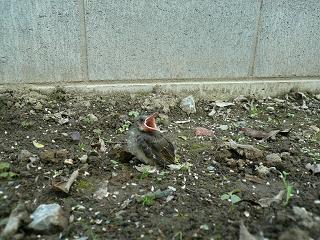 小鳥さん、落ちちゃった