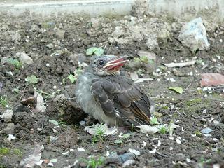 困ったね、小鳥さん