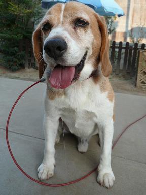 更にロングなよだれ