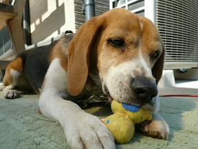 ぴーちゃんと遊んでるの