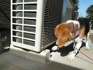 あぁ～、ぴーちゃんがぁ～