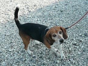 ダンボ君、こんにちは♪