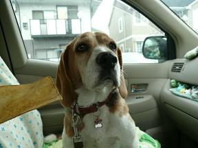 早くほしいけど見ないふり