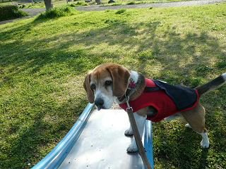 滑り台は美味しい？