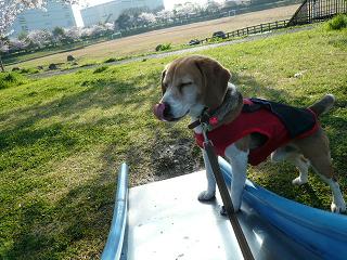 滑り台は絶対美味しい！！！