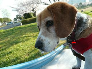 お口に桜が・・・（＾ｕ＾）プププ