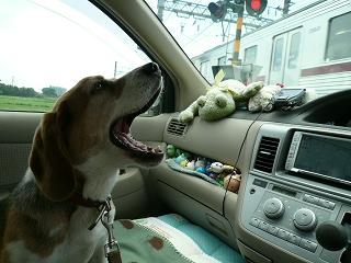 電車に乗りたい！！！