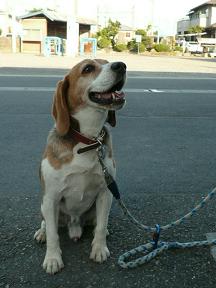 やれば出来る子