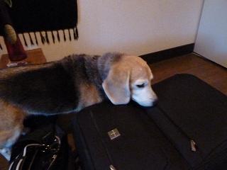 美味しいもの持ってきた！？ないと帰ってもらうわよ。