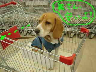 安いからさ～。