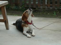 晴れますように