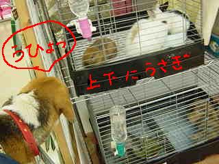 うさぎさんだ～