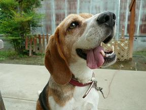 不二家で雇って～