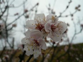 お花も寒そう～